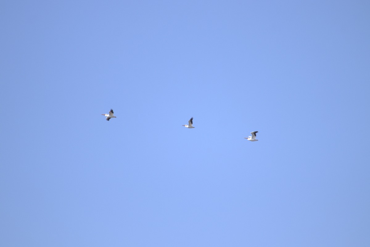 American White Pelican - ML646949597