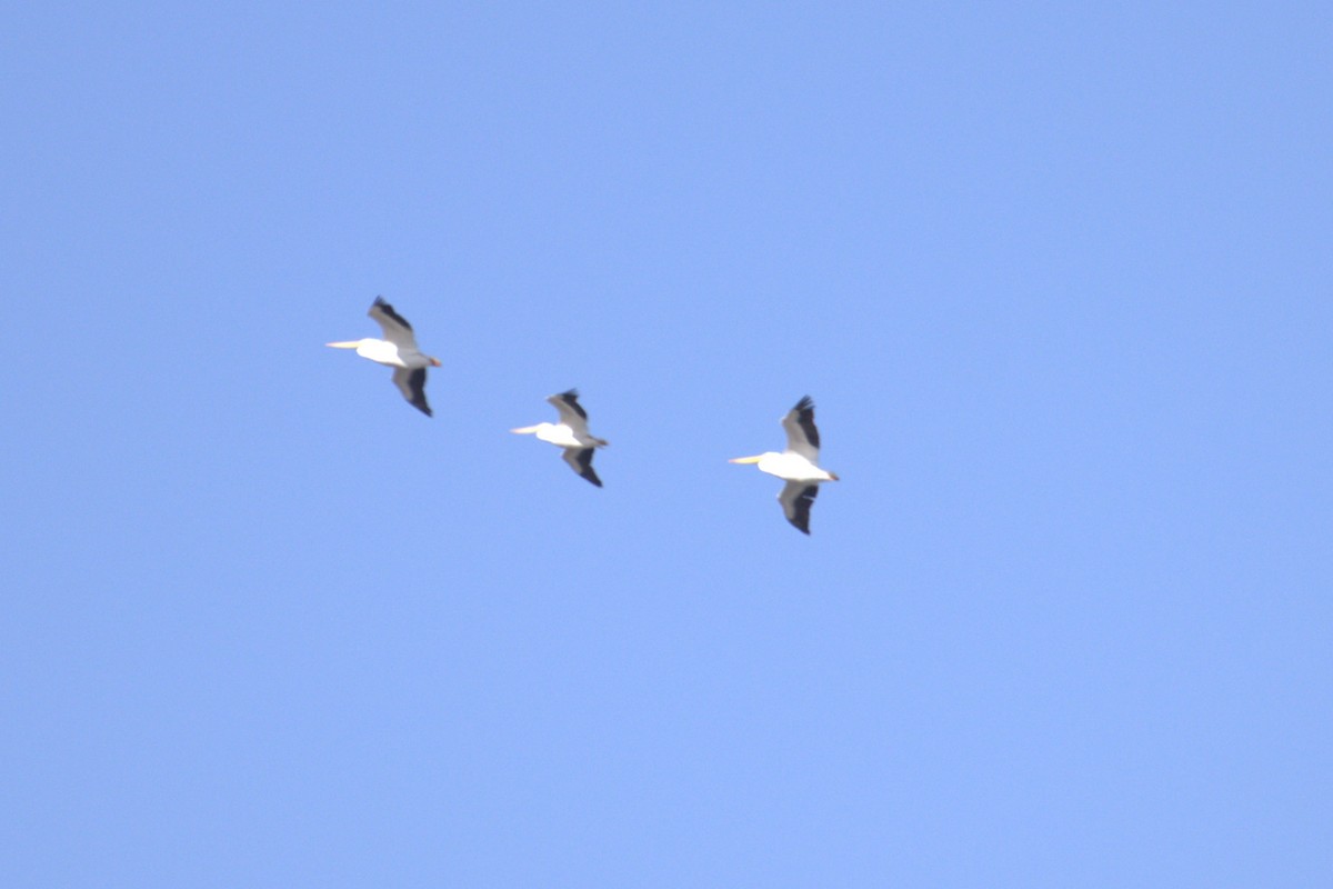 American White Pelican - ML646949598