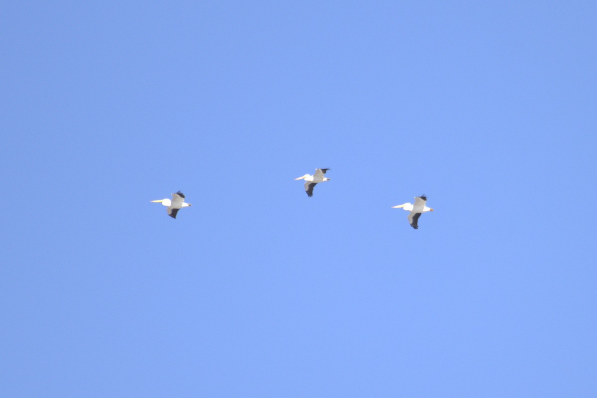 American White Pelican - ML646949599