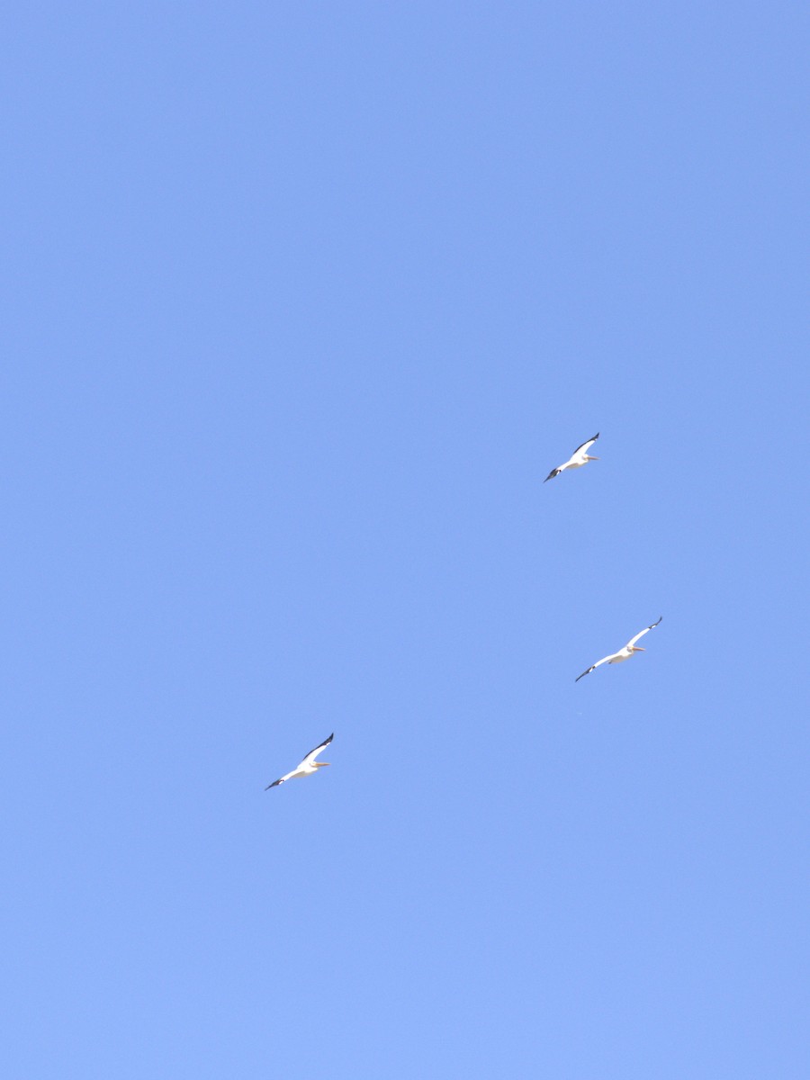 American White Pelican - ML646949600