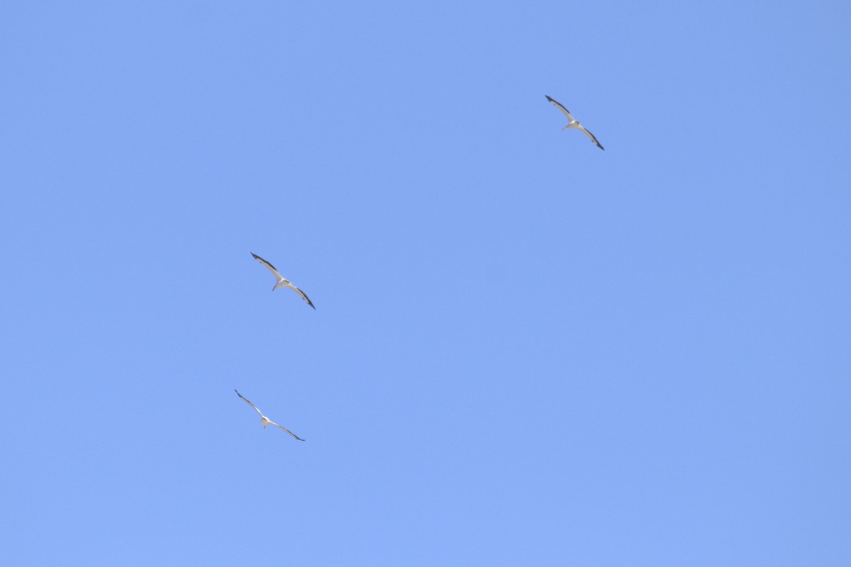 American White Pelican - ML646949601