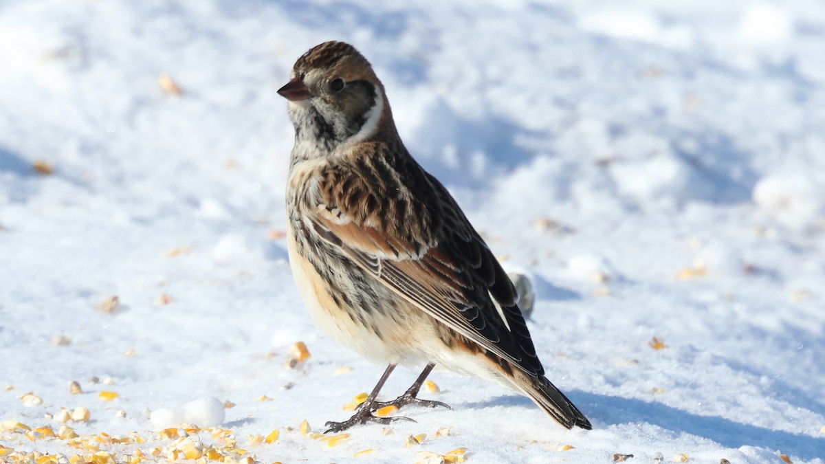 Lapland Longspur - ML646949602