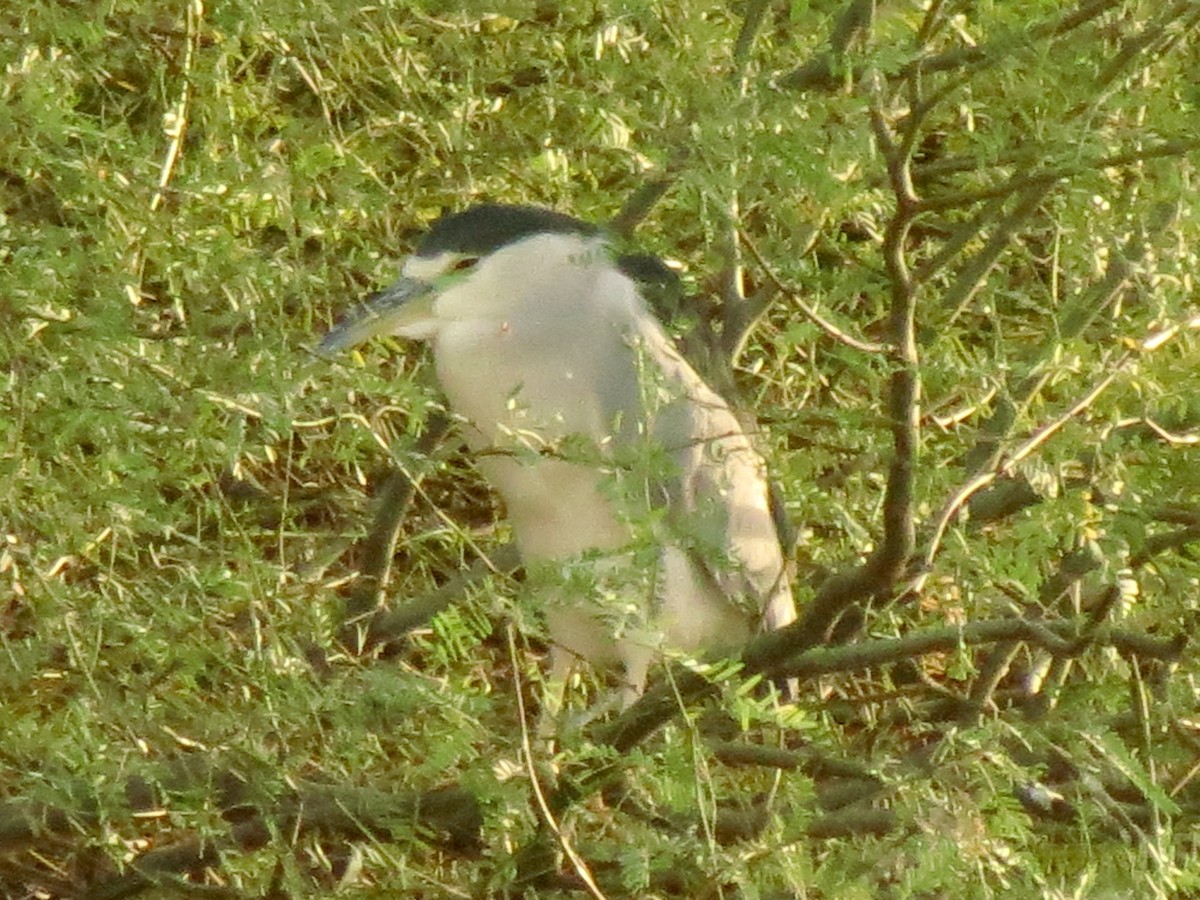 natthegre - ML646949603