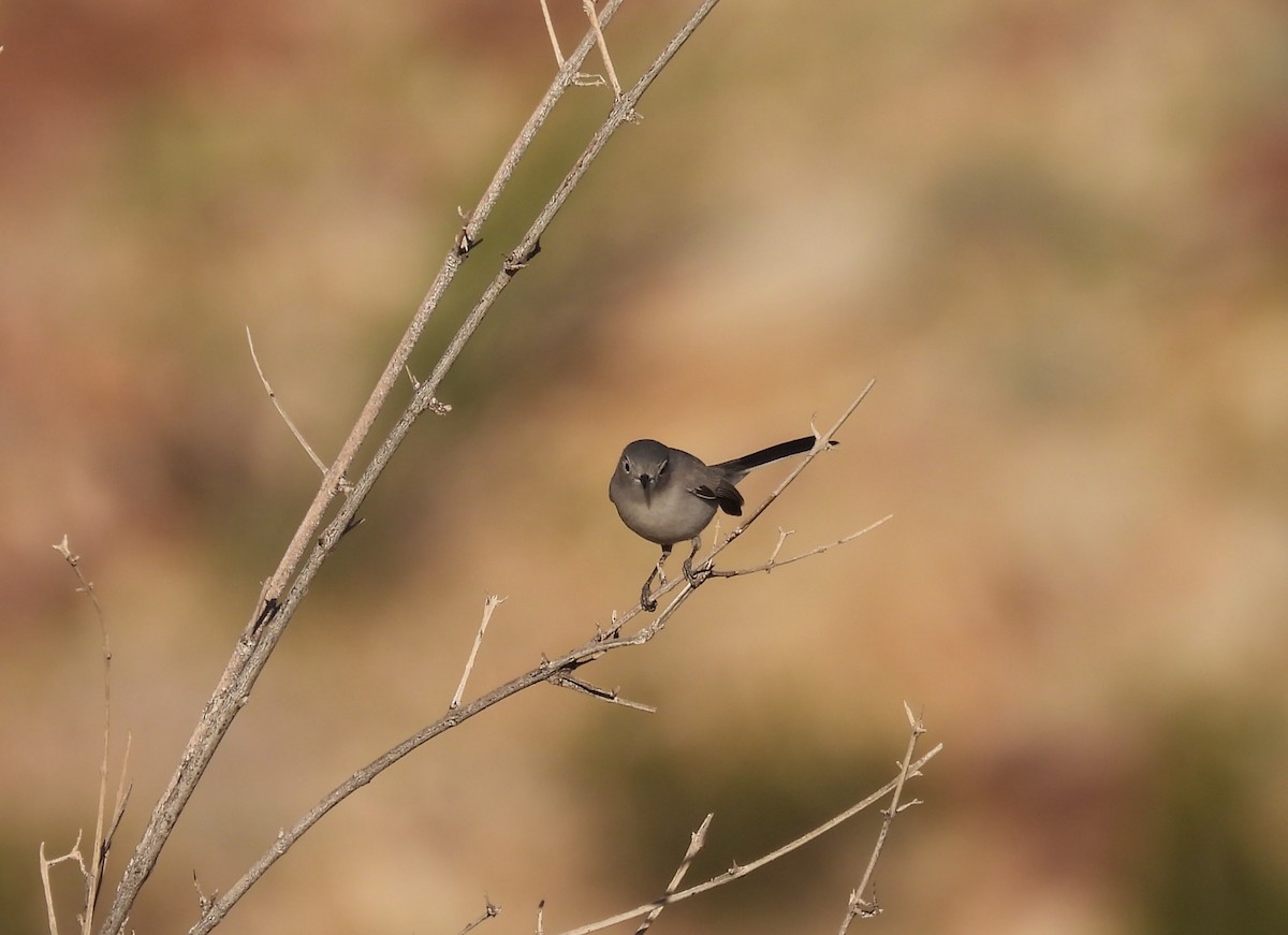 Perlita Grisilla - ML646949604