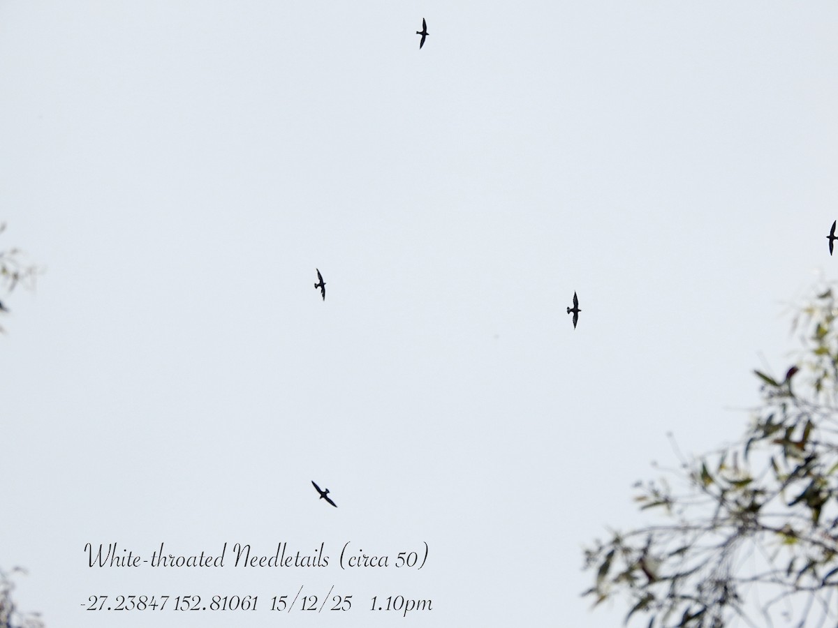 Stachelschwanzsegler - ML646949619