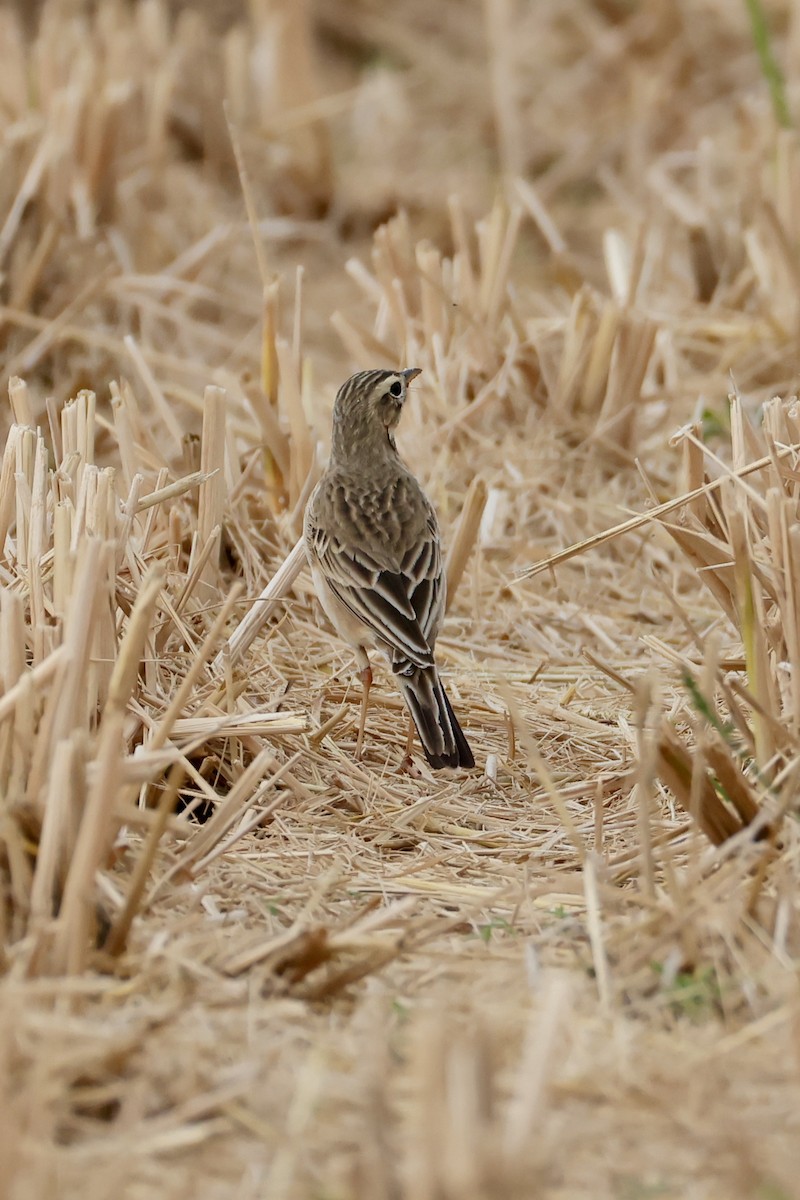 Bisbita de Richard - ML646949621