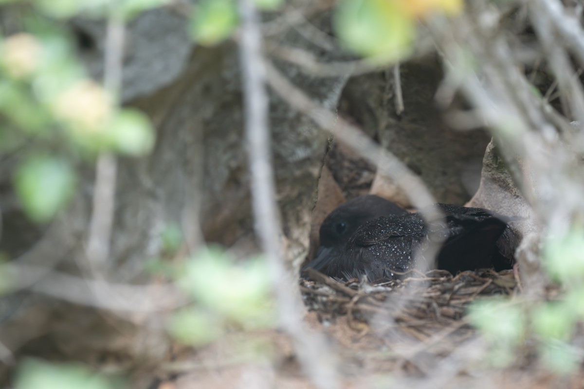 穴鳥 - ML646949623