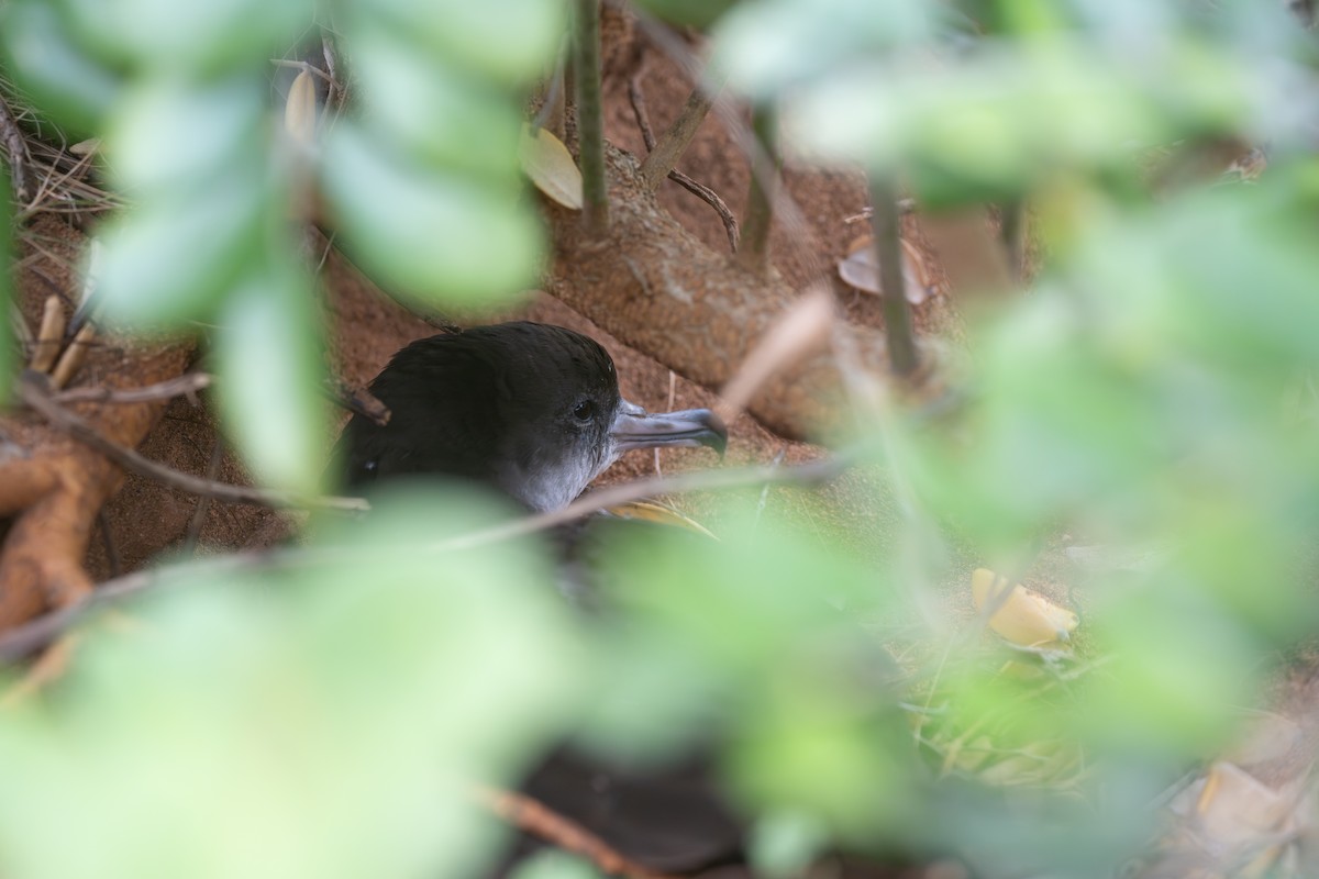 長尾水薙鳥 - ML646949624