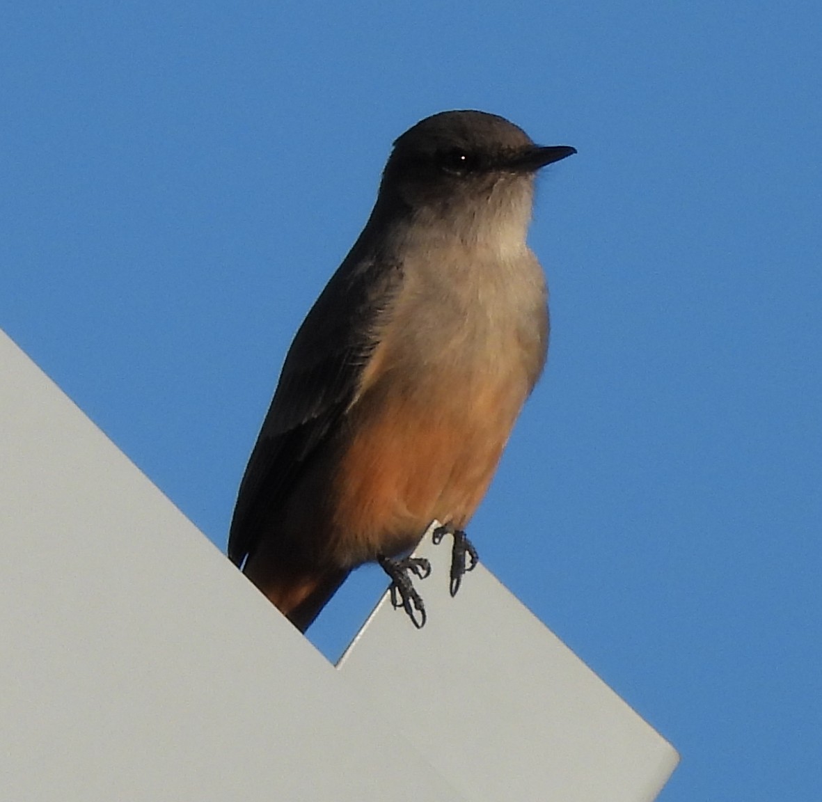 Say's Phoebe - ML646949632