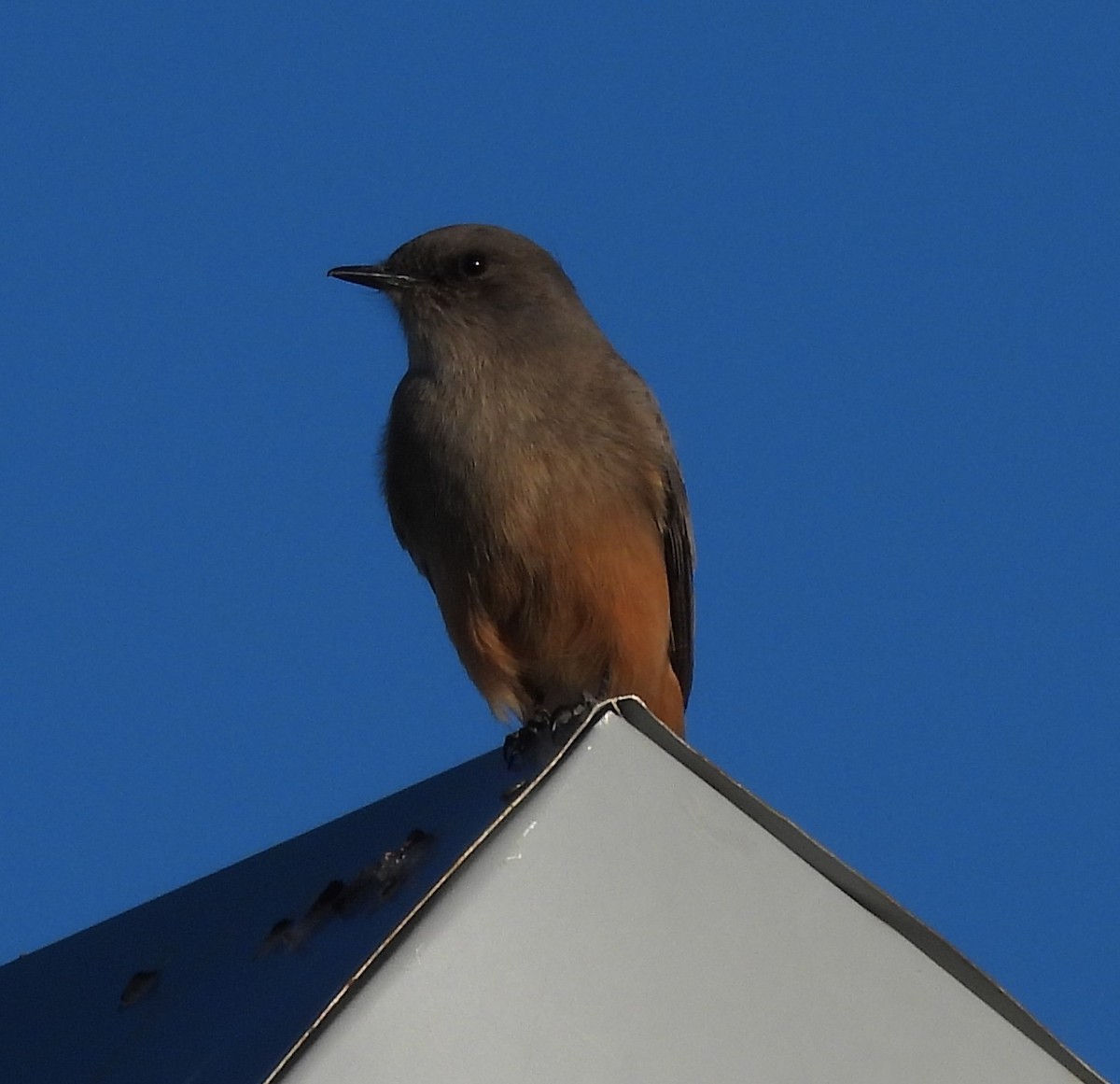 Say's Phoebe - ML646949633