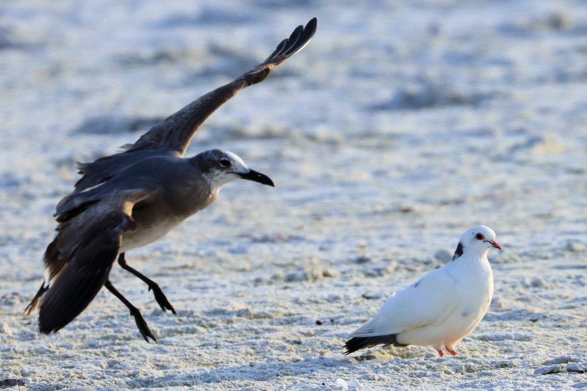 Rock Pigeon (Feral Pigeon) - ML646949634