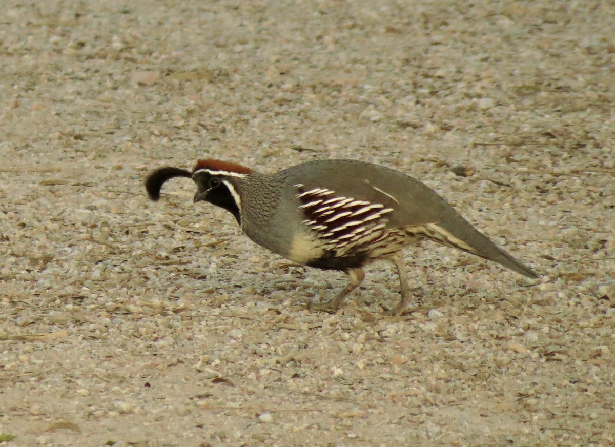 svartbukvaktel - ML646949636