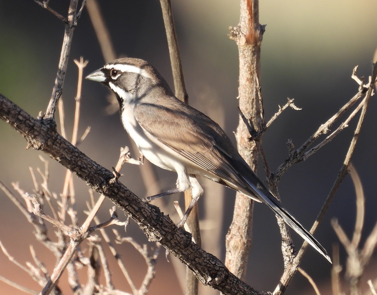 Black-throated Sparrow - ML646949638
