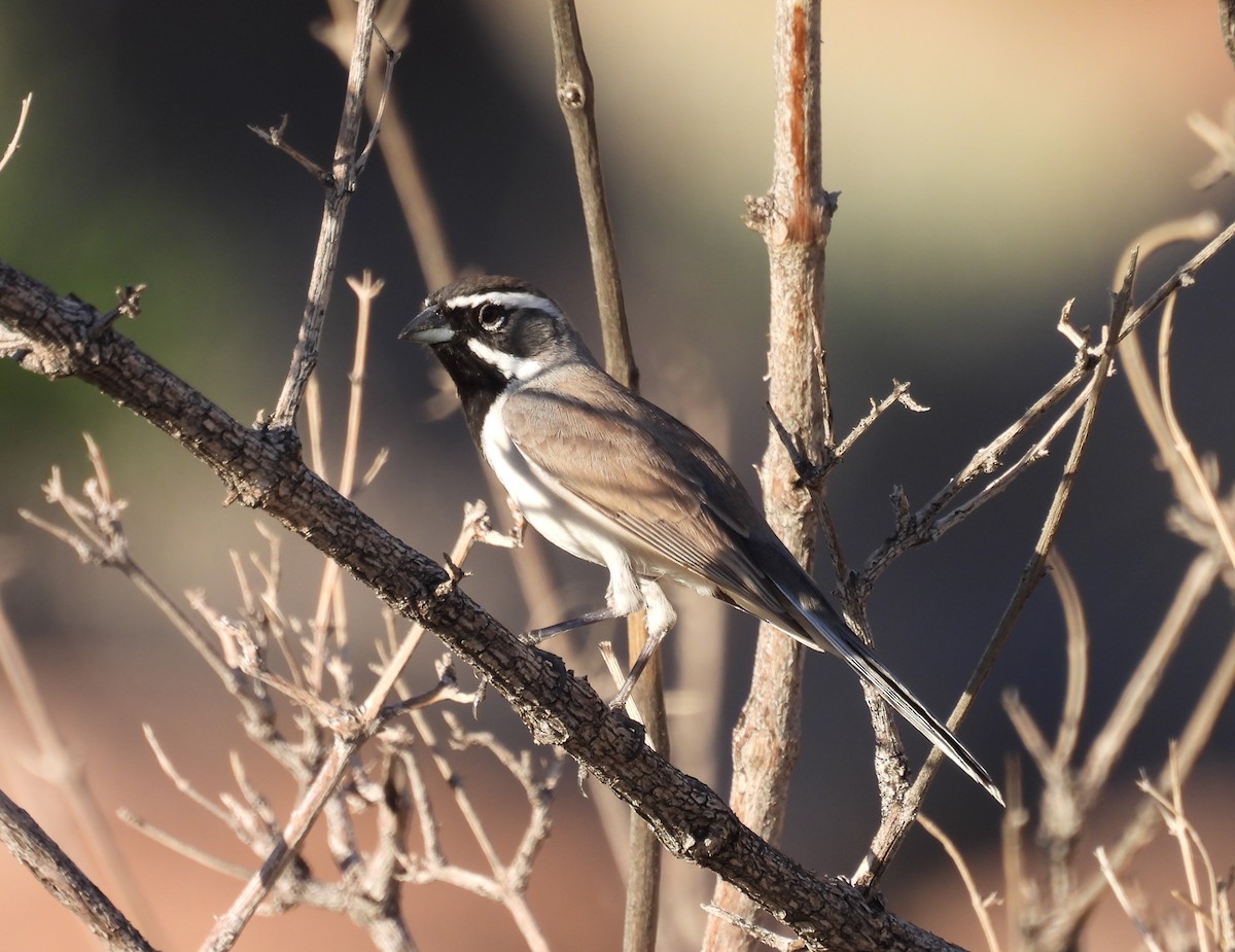 Black-throated Sparrow - ML646949639