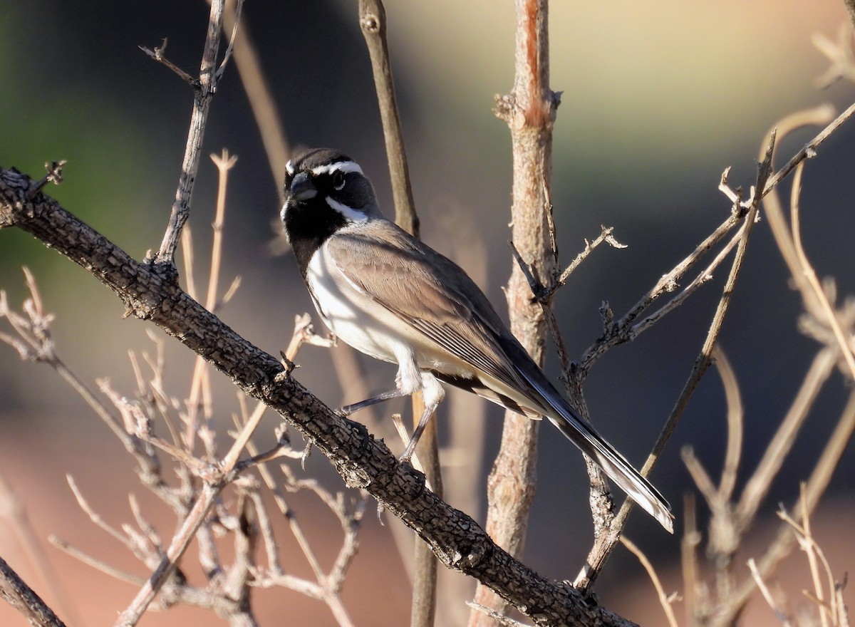 Black-throated Sparrow - ML646949640