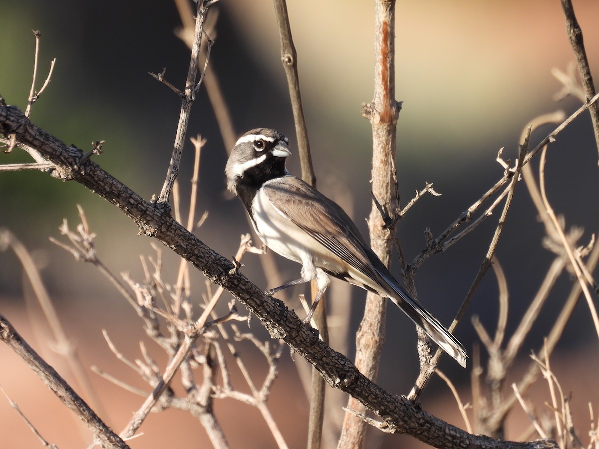 Black-throated Sparrow - ML646949642