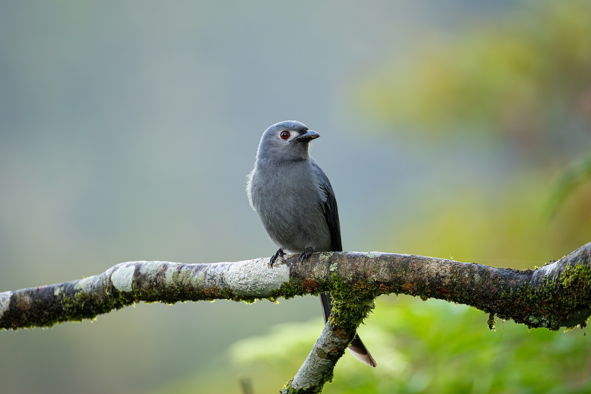 דרונגו עשנוני - ML646949643