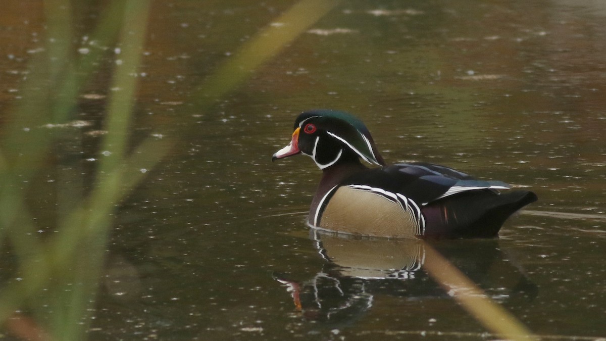 Каролінка - ML646949659