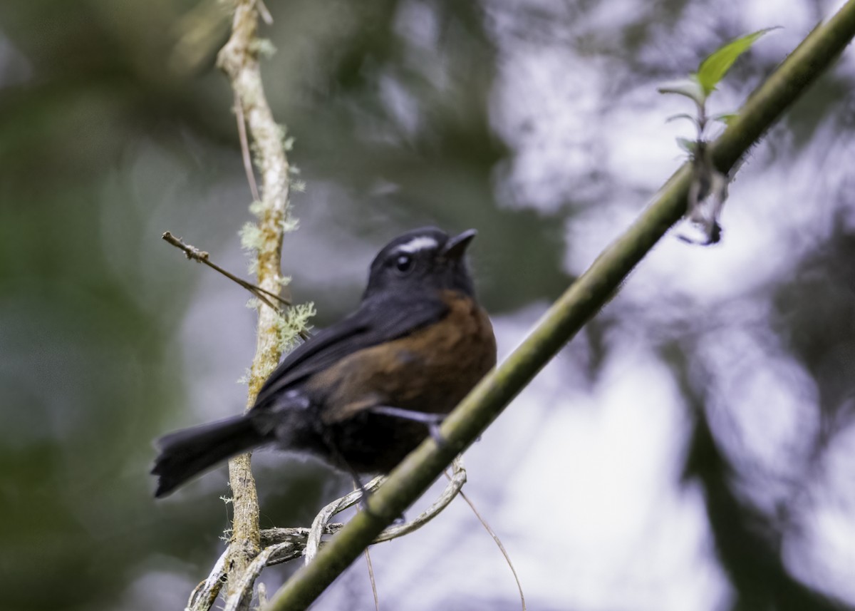 Пітайо темноспинний - ML646949660