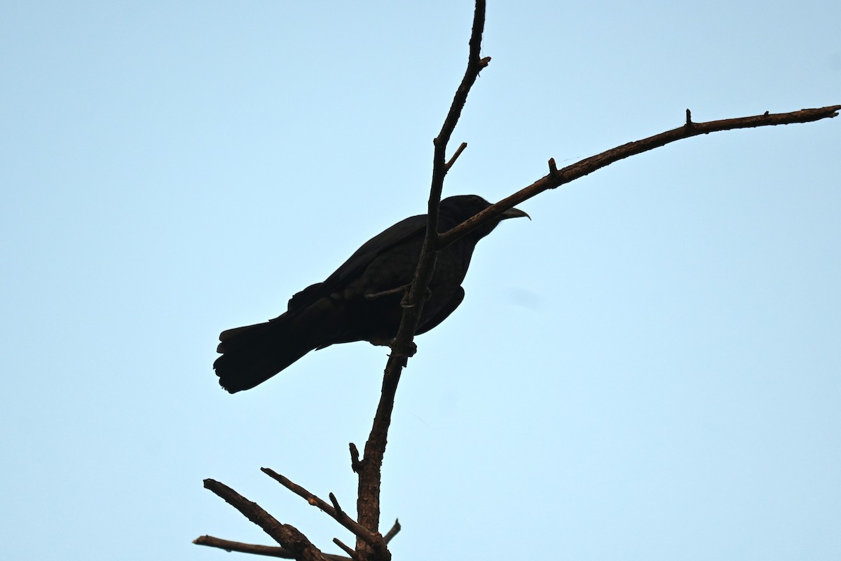 Large-billed Crow (Indian Jungle) - ML646949668