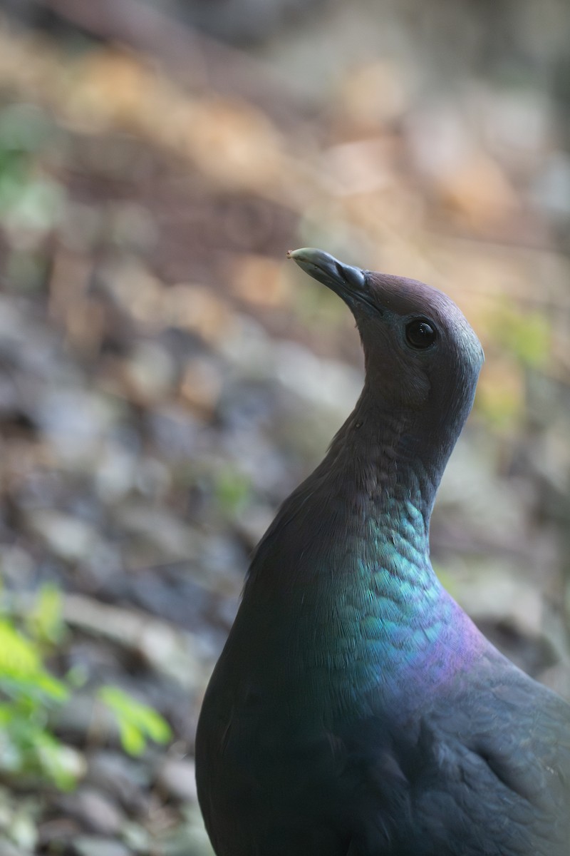 黑林鴿 - ML646949669