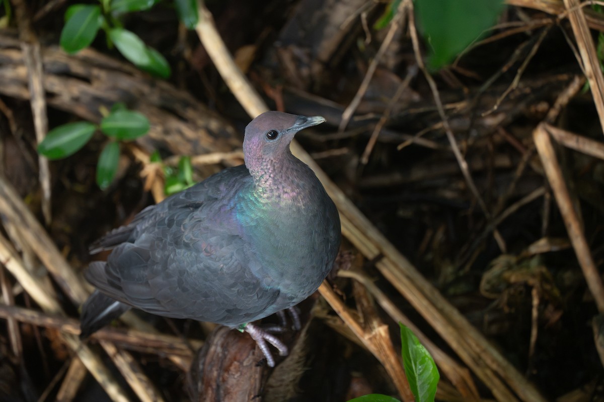 黑林鴿 - ML646949670