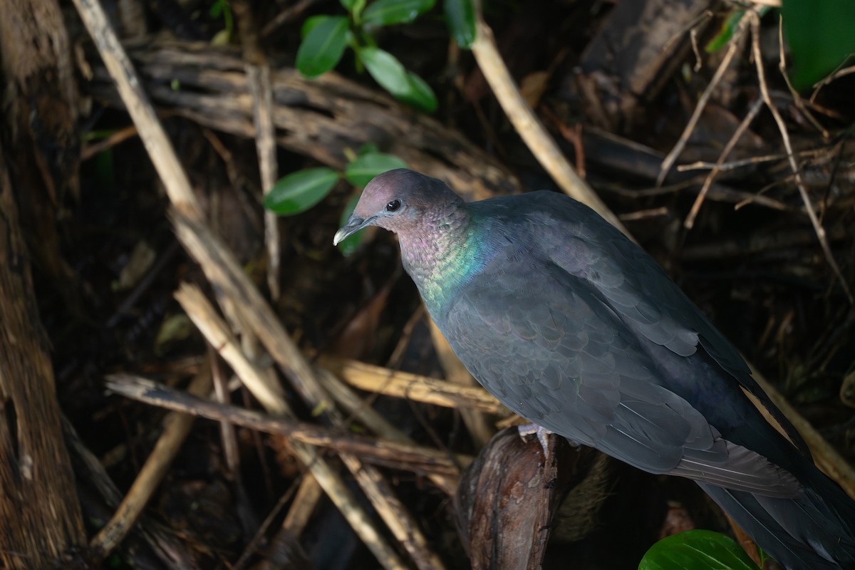 黑林鴿 - ML646949671