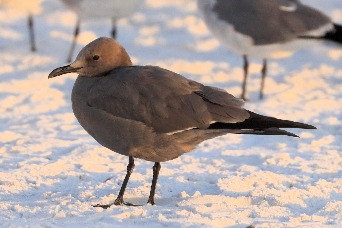 Gray Gull - ML646949672