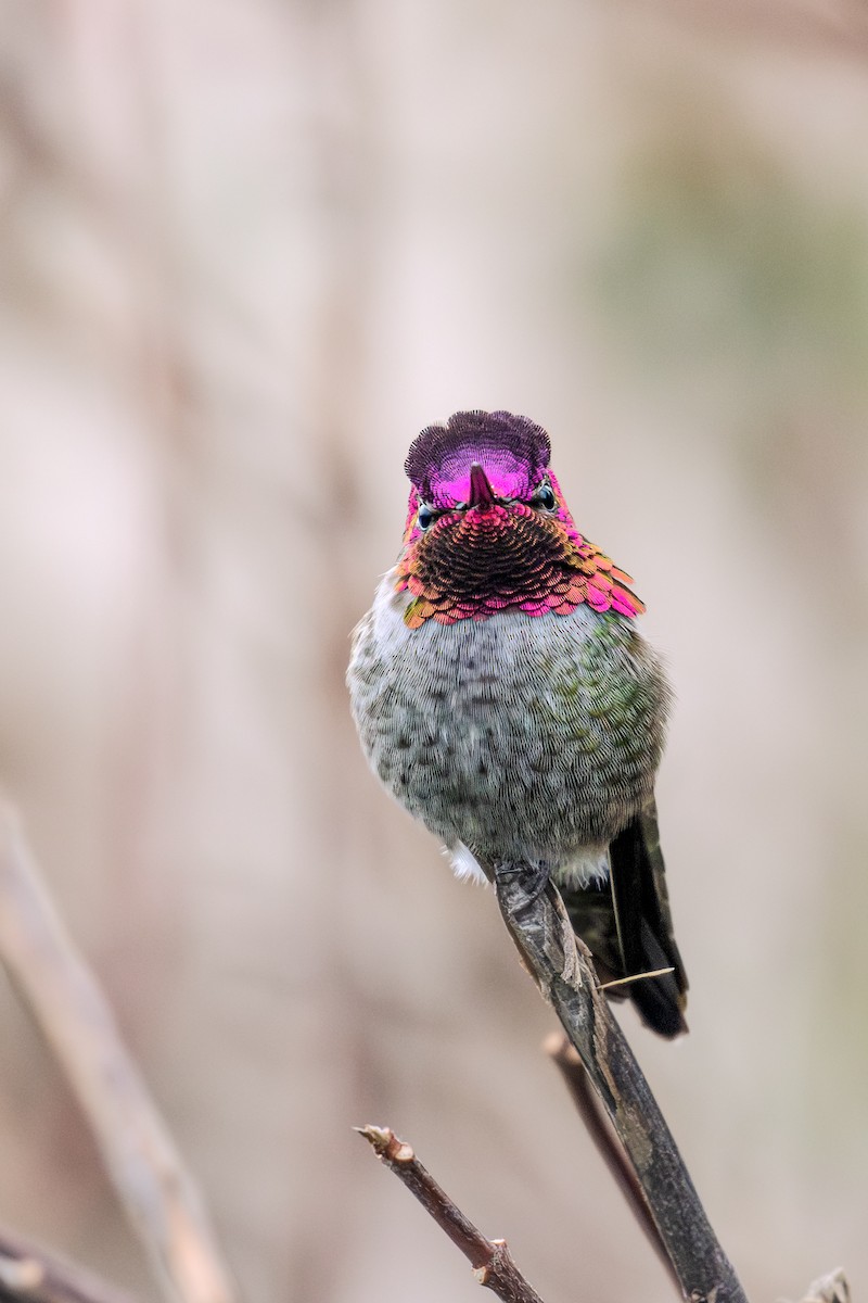 Anna's Hummingbird - ML646949676