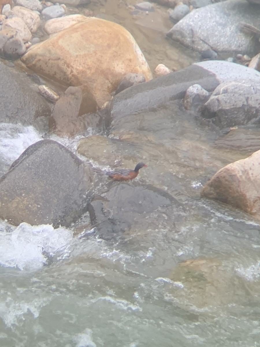 Torrent Duck - ML646949682