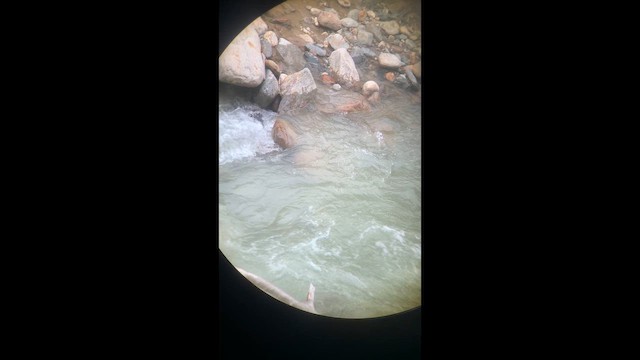 Torrent Duck - ML646949689