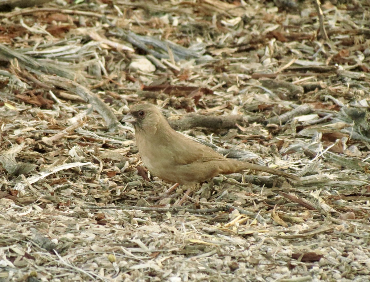 masketovi - ML646949692