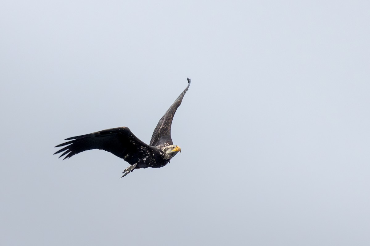 Bald Eagle - ML646949696