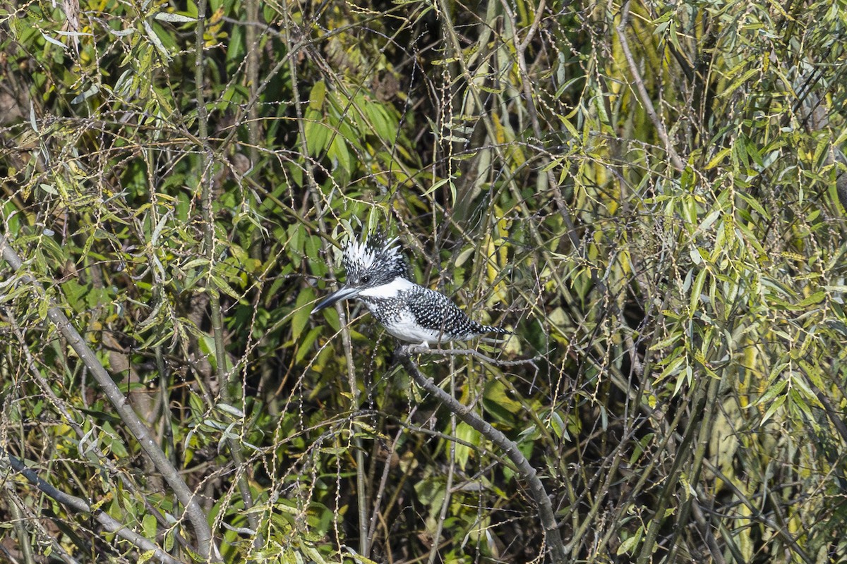 Crested Kingfisher - ML646949702