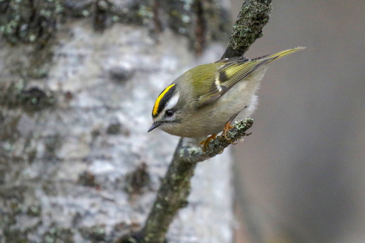 Golden-crowned Kinglet - ML646949703