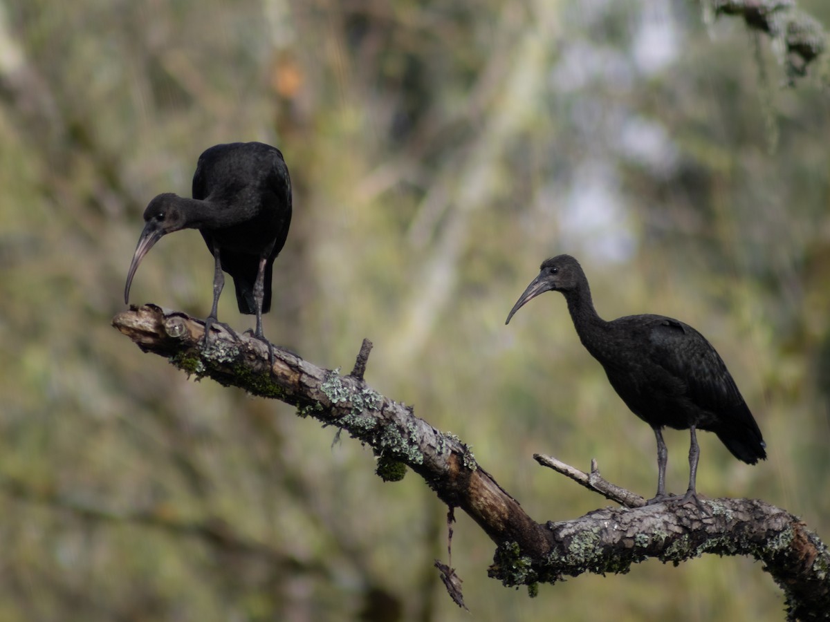 Ibis Afeitado - ML646949704