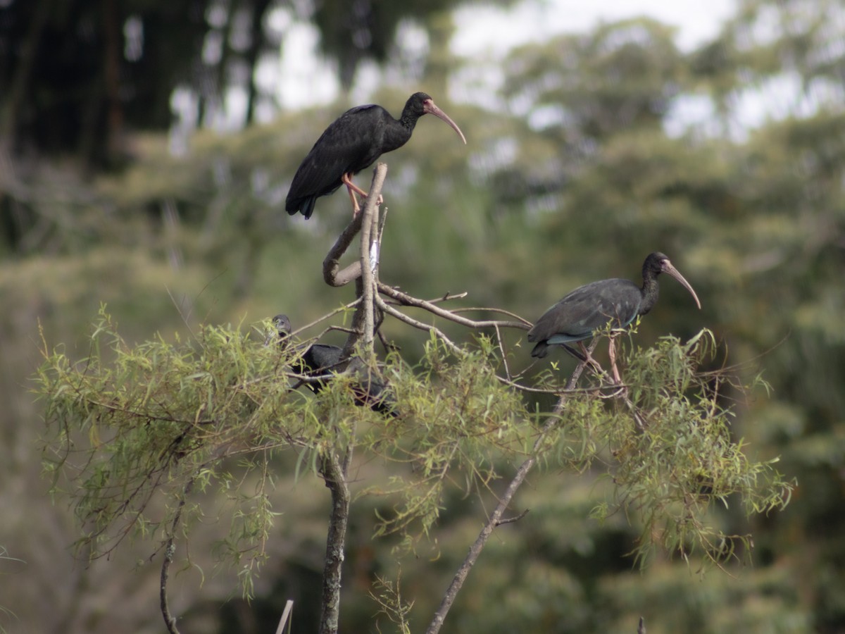 Ibis Afeitado - ML646949705