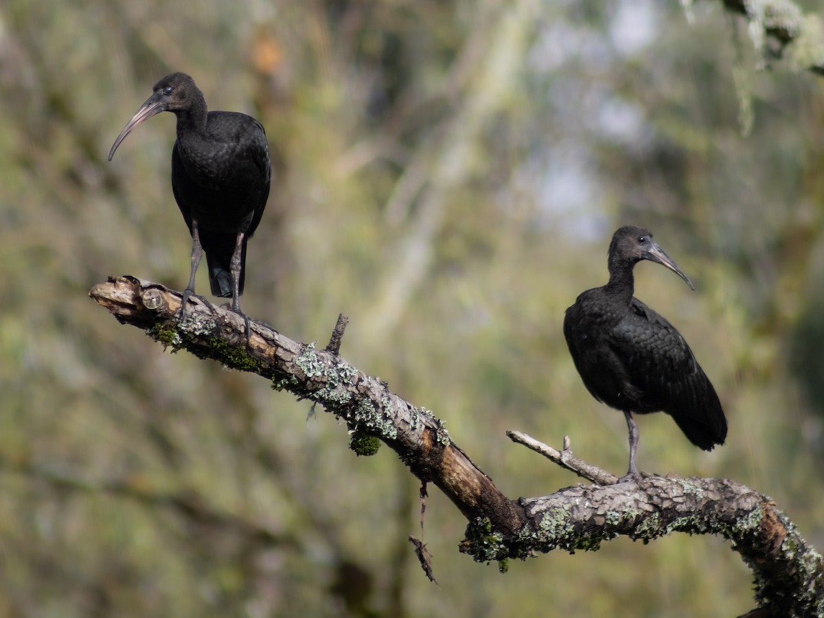 Ibis Afeitado - ML646949706