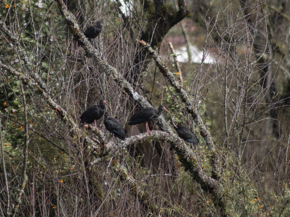 Ibis Afeitado - ML646949707