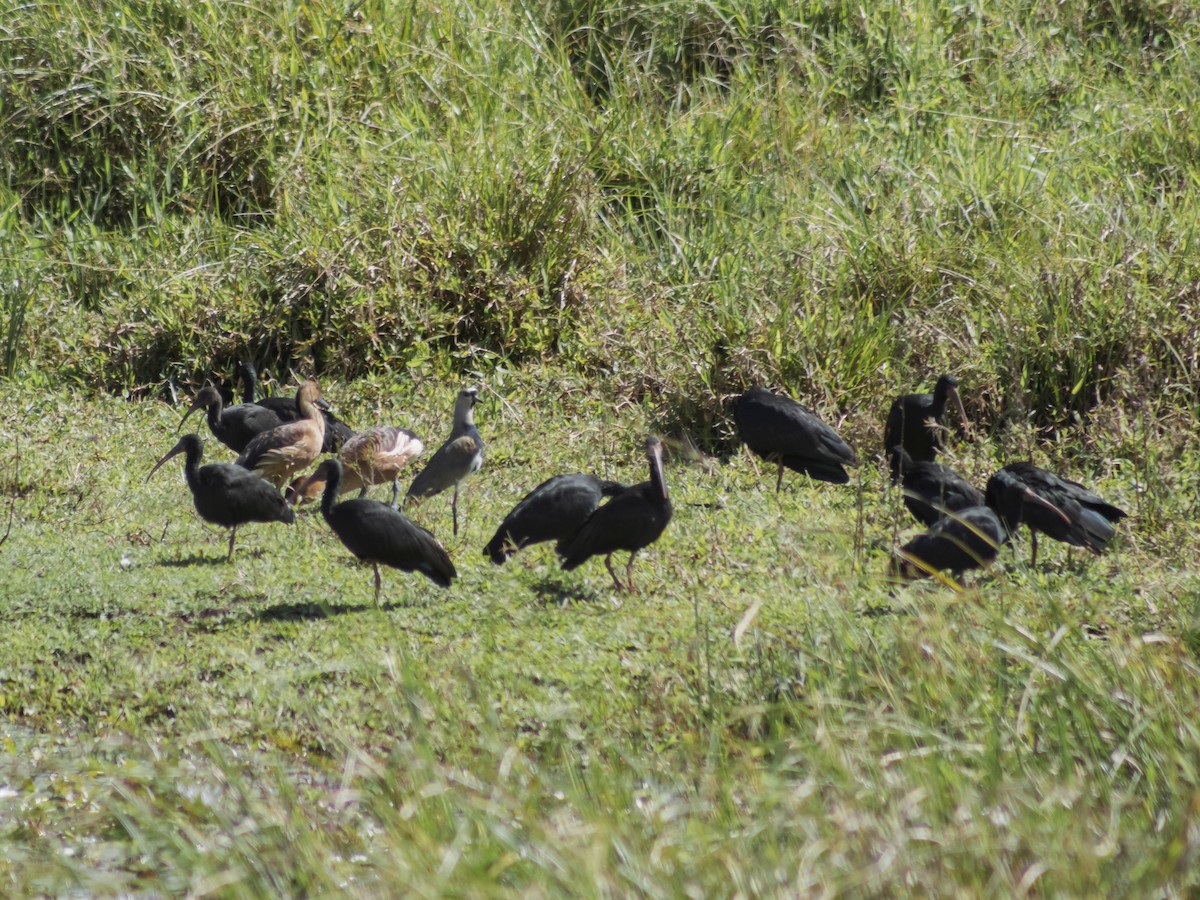 Ibis Afeitado - ML646949708