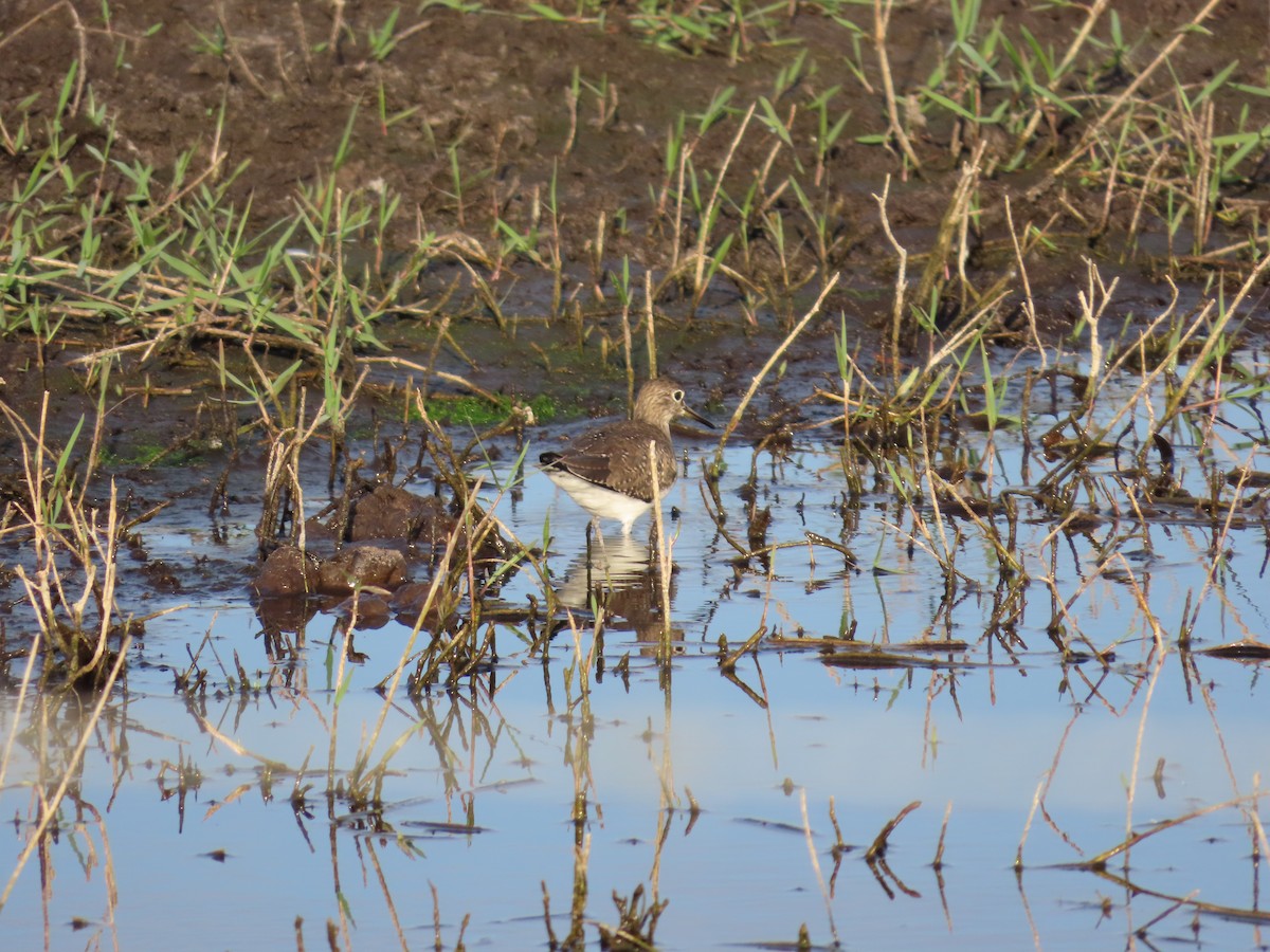 Solitary Sandpiper - ML646949710
