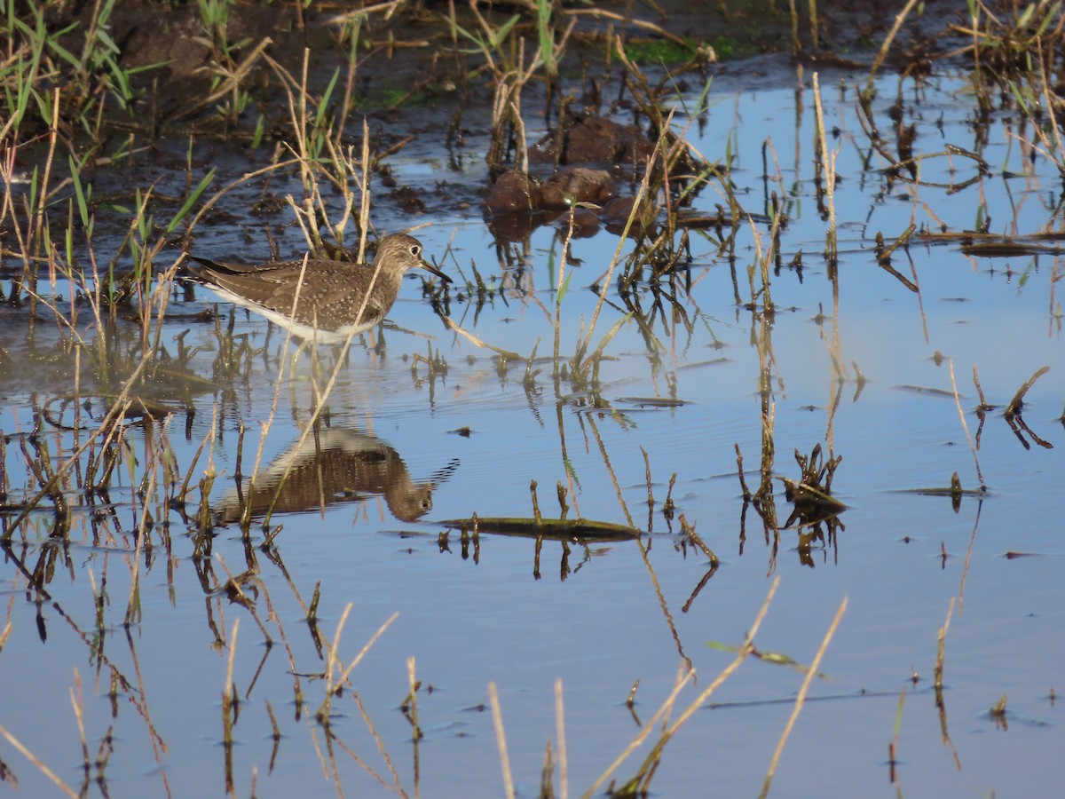 Solitary Sandpiper - ML646949711