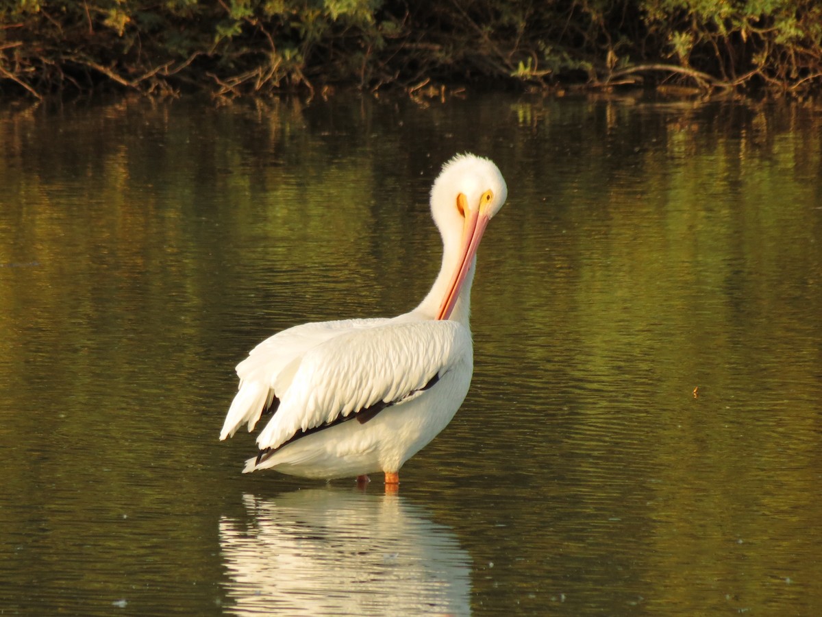 amerikapelikan - ML646949712