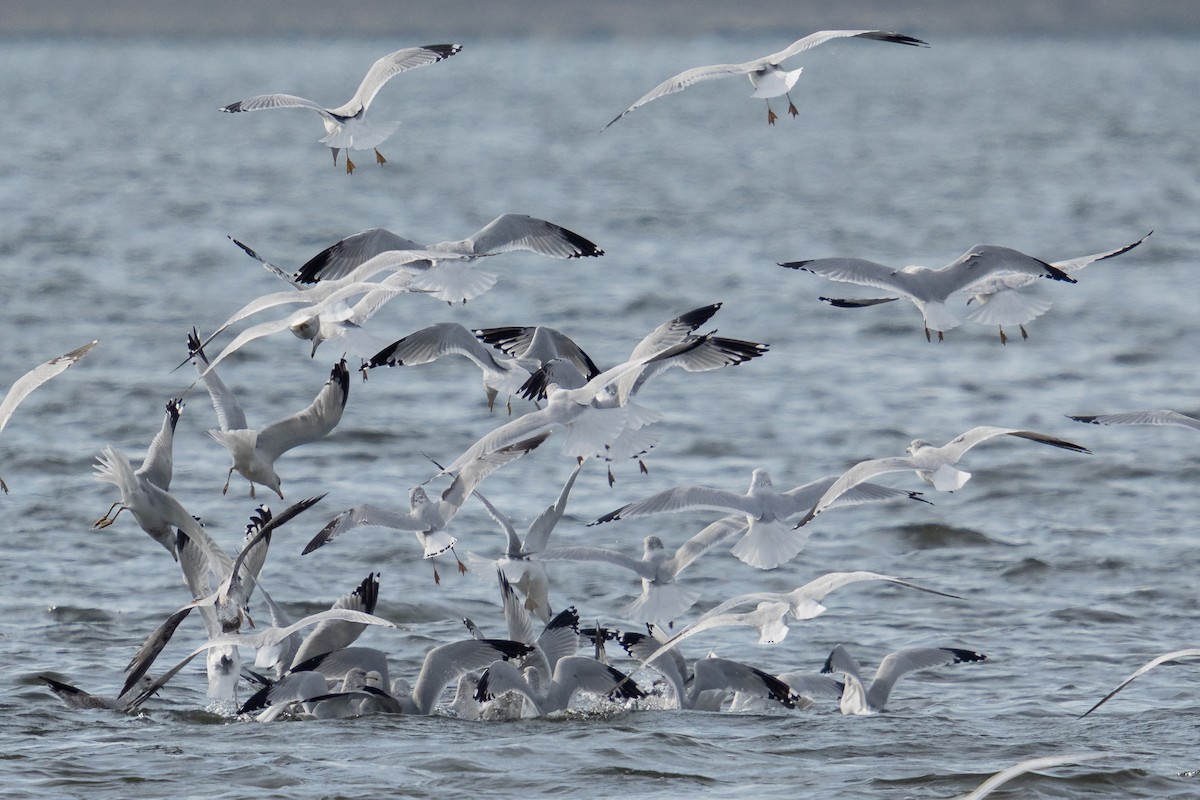 Ring-billed Gull - ML646949713