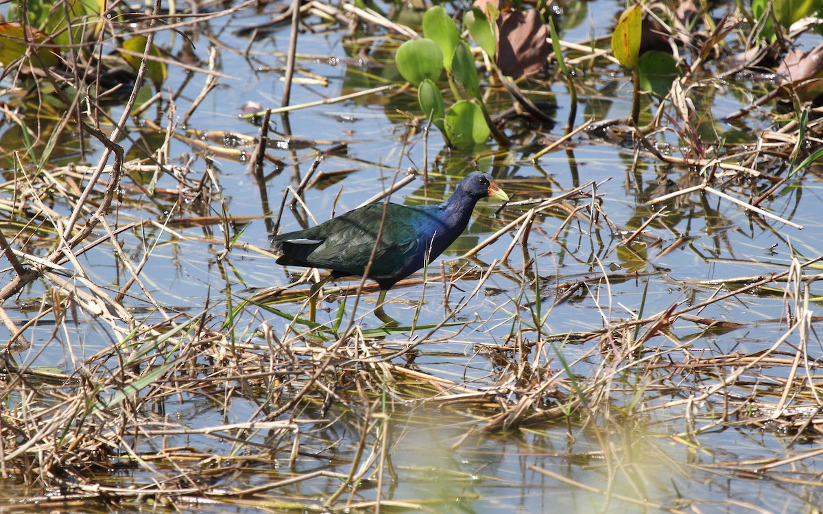 amerikapurpurhøne - ML646949715