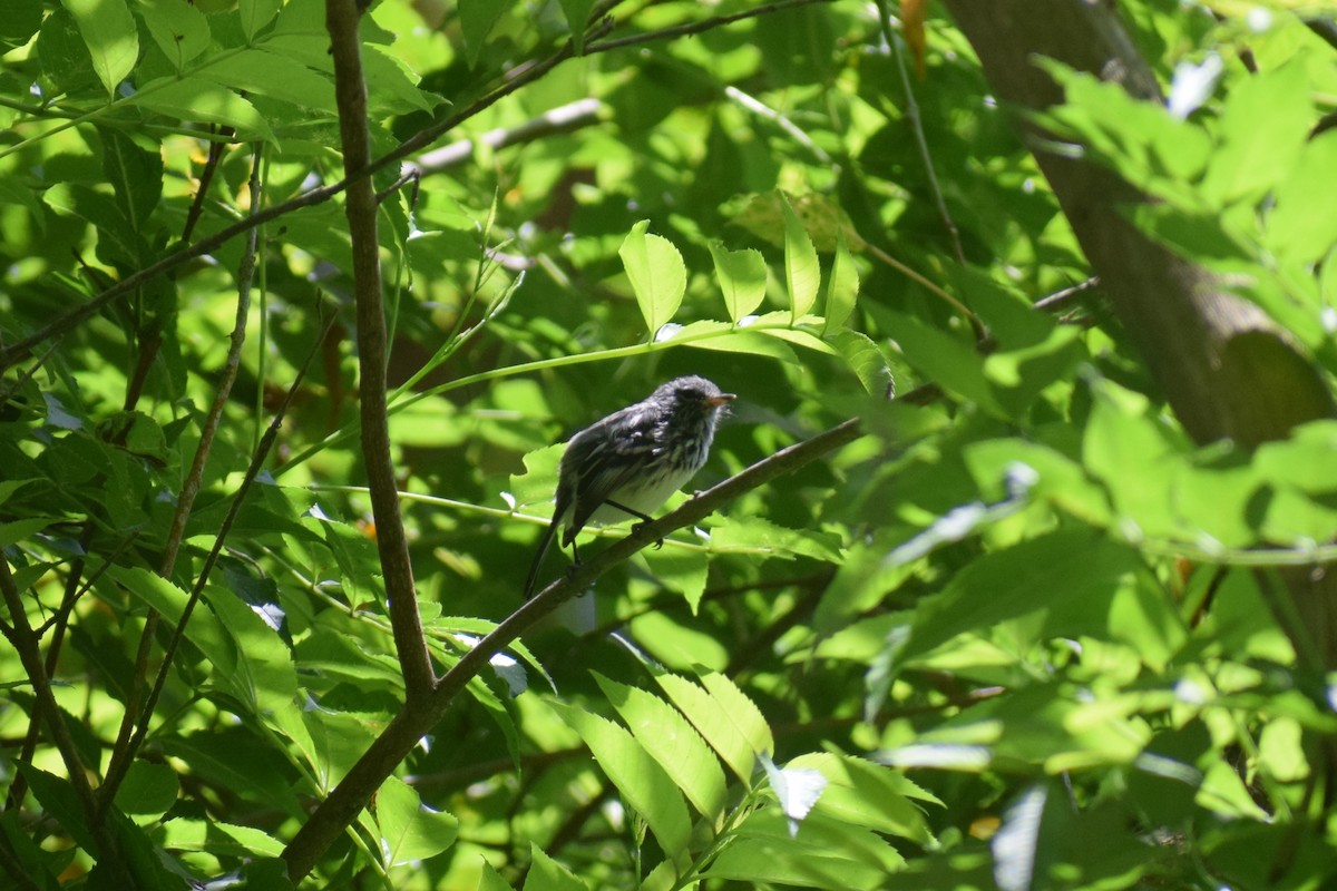 Cachudito Crestiblanco - ML646949716