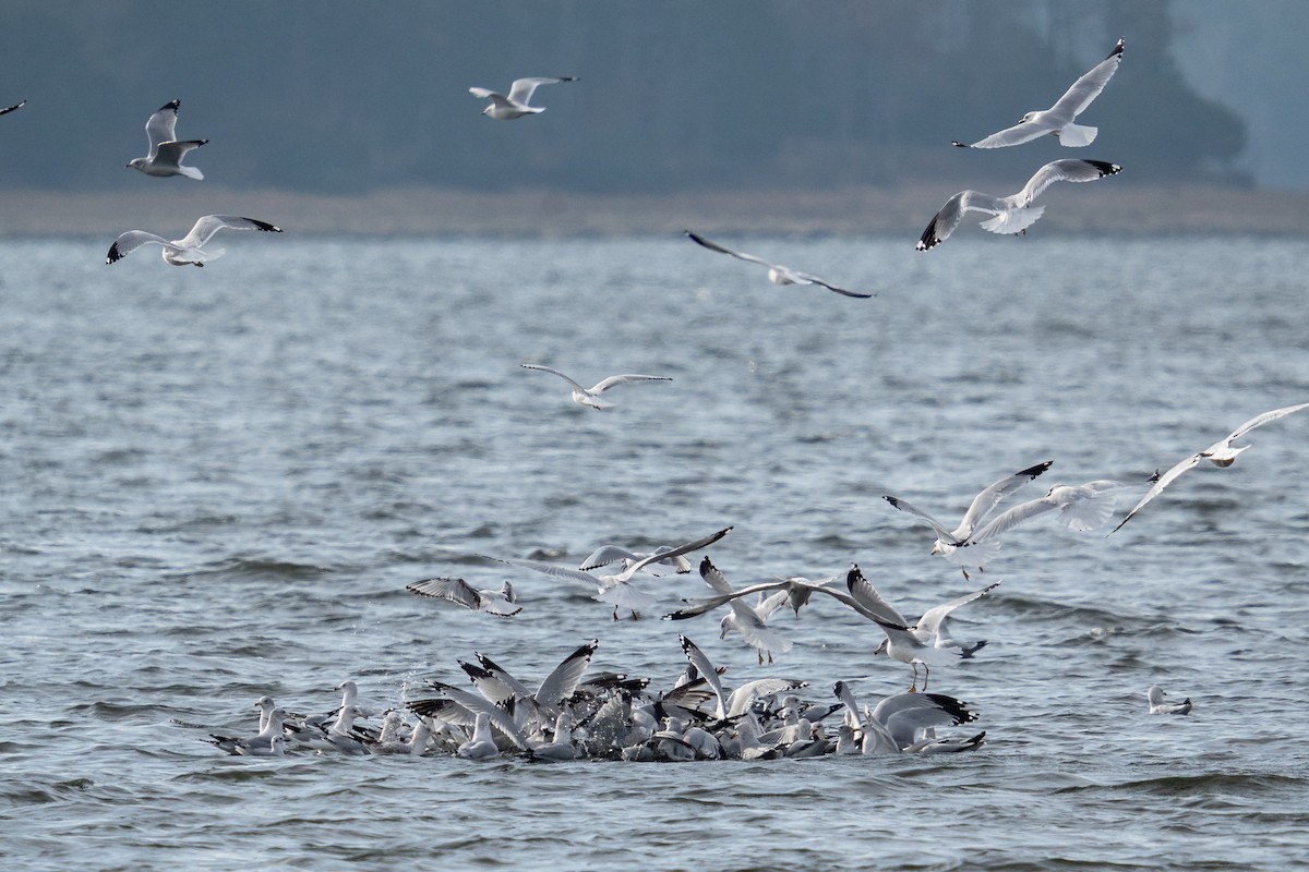 Ring-billed Gull - ML646949717