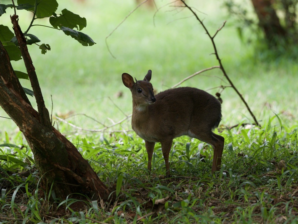 Hayvanlar - ML646949718