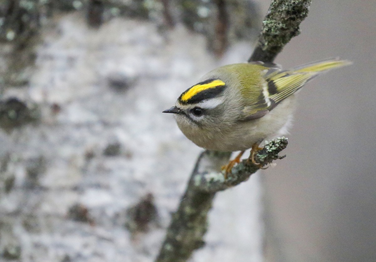 Golden-crowned Kinglet - ML646949719