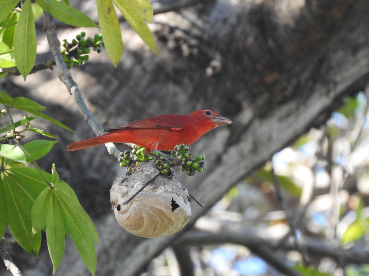 Piranga gorria - ML646949721